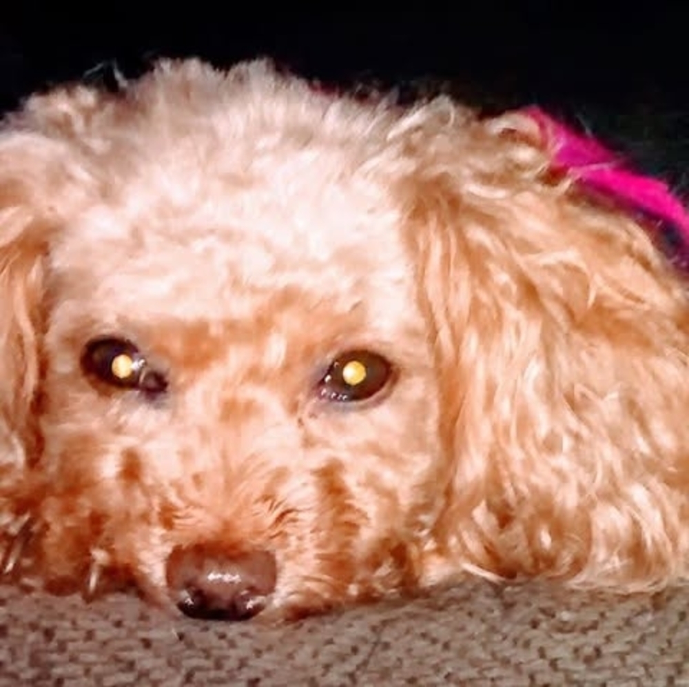 Meet your Posher, Lori